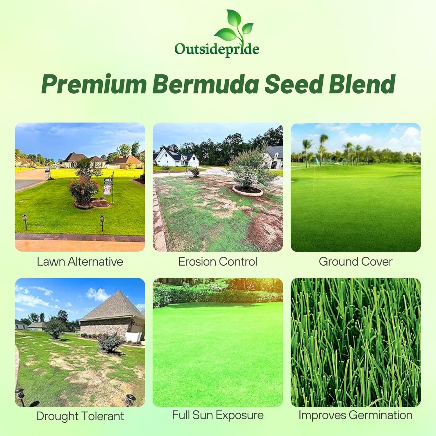 Outsidepride Oasis Bermuda Grass Seed - 50 lbs Warm Season, High Traffic, Heat Resistant, Drought-Tolerant, Low-Maintenance, Fast Growing Turf Grass