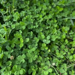 Micro Clover Seed for Lawn - 25 Lb Bulk - ~10 Million Microclover Seeds for Planting - Drought-Tolerant Mini Grass Alternative