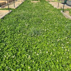 Micro Clover Seed for Lawn - 25 Lb Bulk - ~10 Million Microclover Seeds for Planting - Drought-Tolerant Mini Grass Alternative