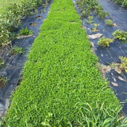 Micro Clover Seed for Lawn - 25 Lb Bulk - ~10 Million Microclover Seeds for Planting - Drought-Tolerant Mini Grass Alternative
