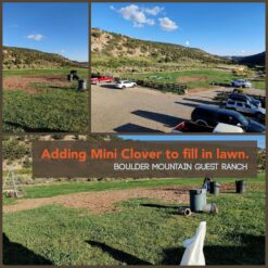 Micro Clover Seed for Lawn - 25 Lb Bulk - ~10 Million Microclover Seeds for Planting - Drought-Tolerant Mini Grass Alternative