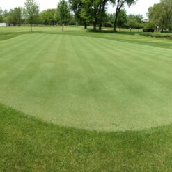 Outsidepride V8 Creeping Bentgrass Seed - 25 lbs. Fine-Bladed, Premium Quality Turf, Grass Seeds