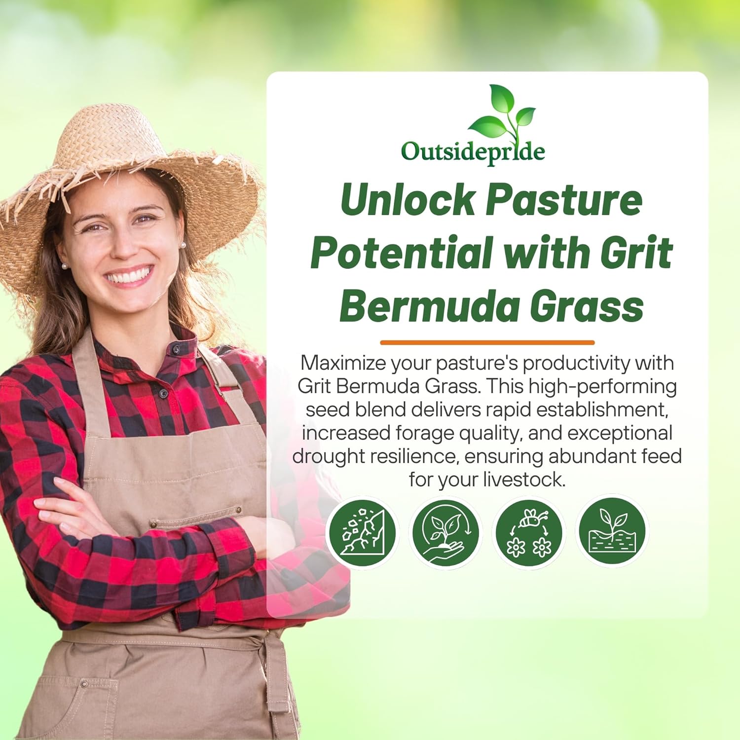 Outsidepride Forage Bermuda Seeds - 50 lb. Perennial, Drought Tolerant & Fast-Growing, Pasture Seeds for Planting Large Grass Leaves
