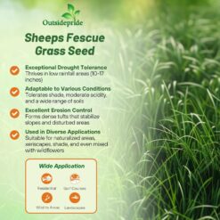 Outsidepride Sheeps Fine Fescue Lawn Grass Seed - 50 Lbs. Perennial Heat & Drought Tolerant Dense, Traffic-Resistant Turf