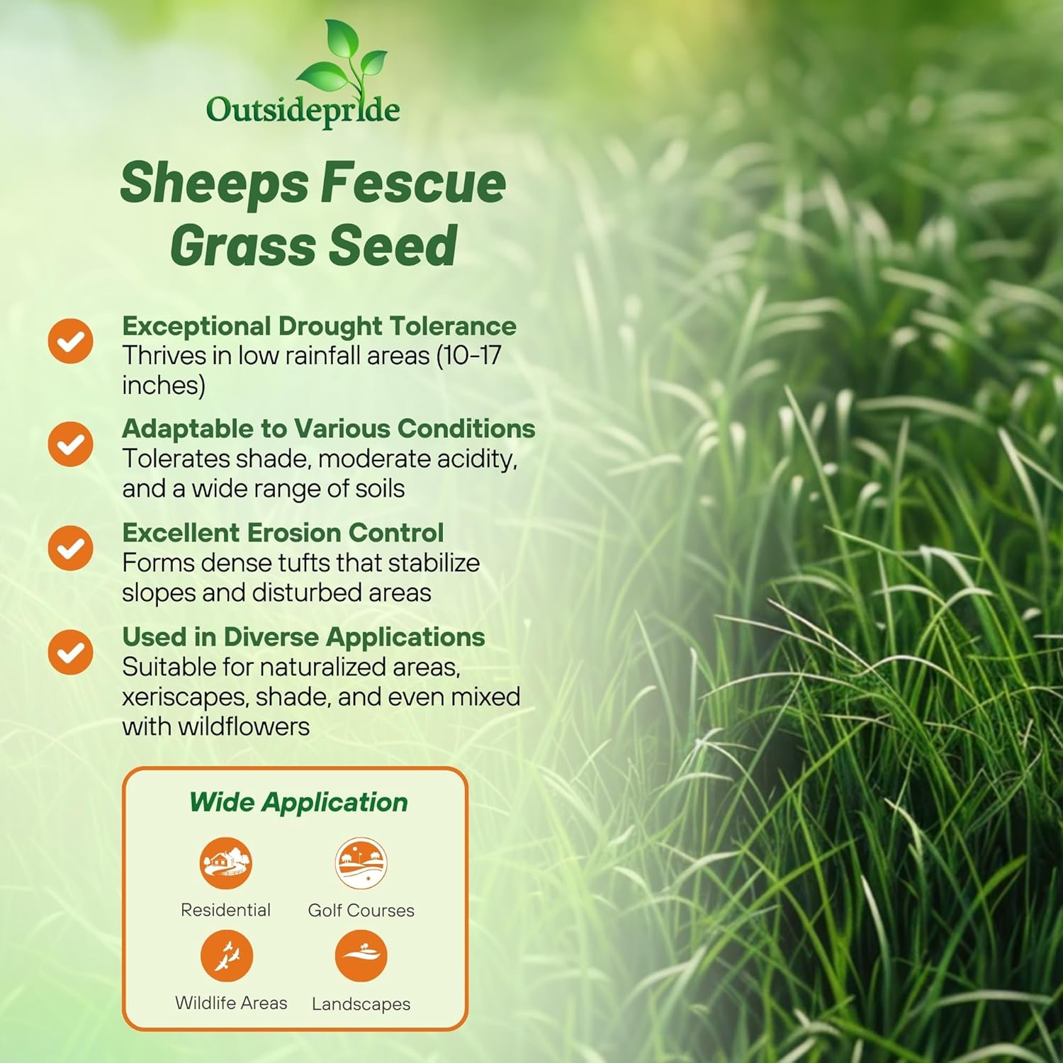Outsidepride Sheeps Fine Fescue Lawn Grass Seed - 50 Lbs. Perennial Heat & Drought Tolerant Dense, Traffic-Resistant Turf