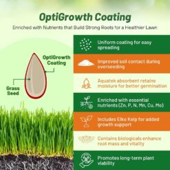 Outsidepride Sheeps Fine Fescue Lawn Grass Seed - 50 Lbs. Perennial Heat & Drought Tolerant Dense, Traffic-Resistant Turf