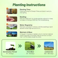 Outsidepride Sheeps Fine Fescue Lawn Grass Seed - 50 Lbs. Perennial Heat & Drought Tolerant Dense, Traffic-Resistant Turf