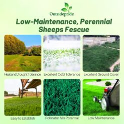 Outsidepride Sheeps Fine Fescue Lawn Grass Seed - 50 Lbs. Perennial Heat & Drought Tolerant Dense, Traffic-Resistant Turf