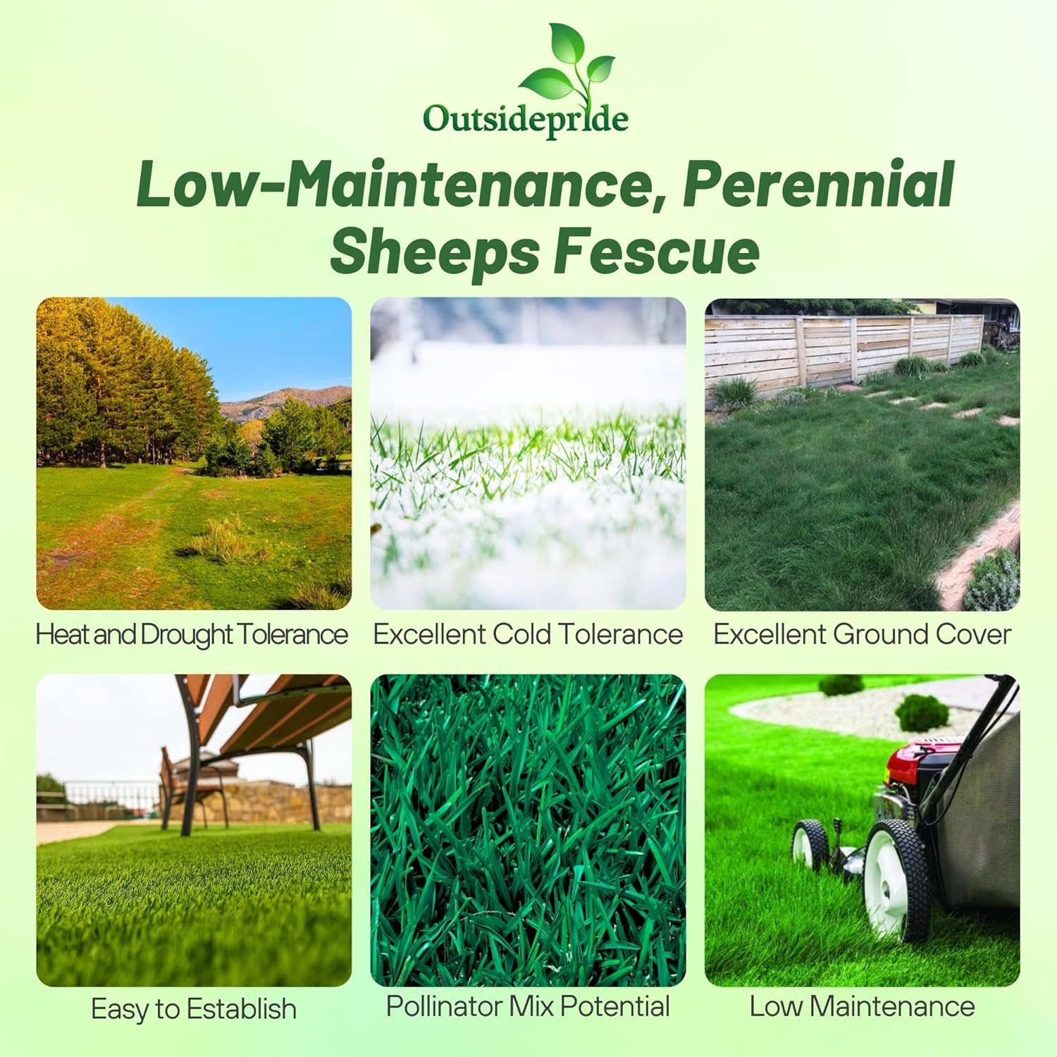 Outsidepride Sheeps Fine Fescue Lawn Grass Seed - 50 Lbs. Perennial Heat & Drought Tolerant Dense, Traffic-Resistant Turf