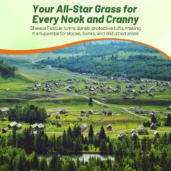 Outsidepride Sheeps Fine Fescue Lawn Grass Seed - 50 Lbs. Perennial Heat & Drought Tolerant Dense, Traffic-Resistant Turf