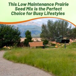 Outsidepride Perennial Short Native Grass Seed Mix - 25 lbs. Premium Mix of Blue Grama, Buffalo, Sideoats Grama, & Sheep’s Fescue Grass Seeds