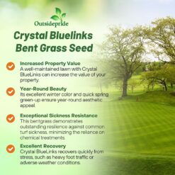 Outsidepride Crystal Bluelinks Creeping Bent Grass Seed - 25 lbs. Dense Turf Grass