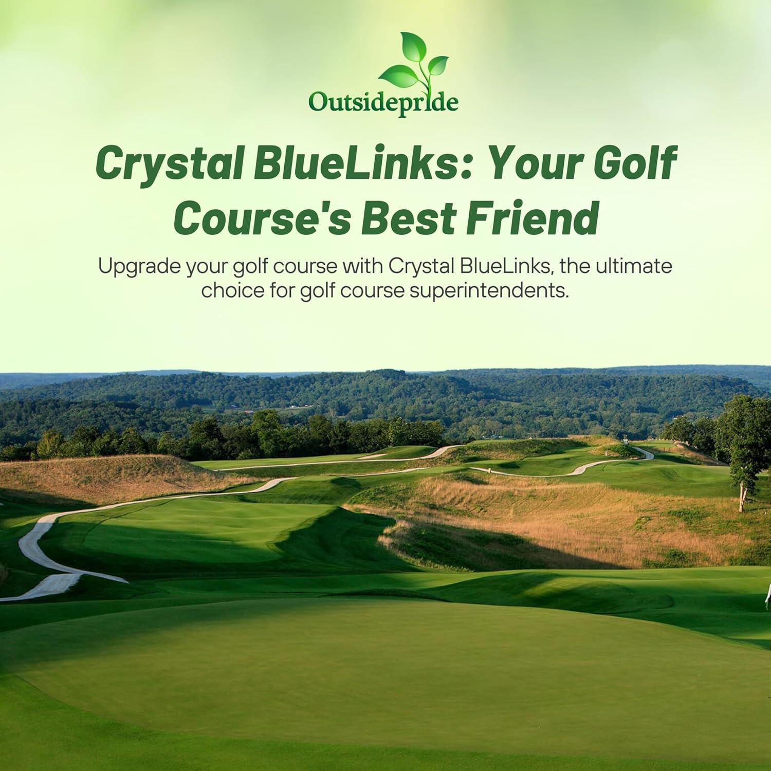 Outsidepride Crystal Bluelinks Creeping Bent Grass Seed - 25 lbs. Dense Turf Grass