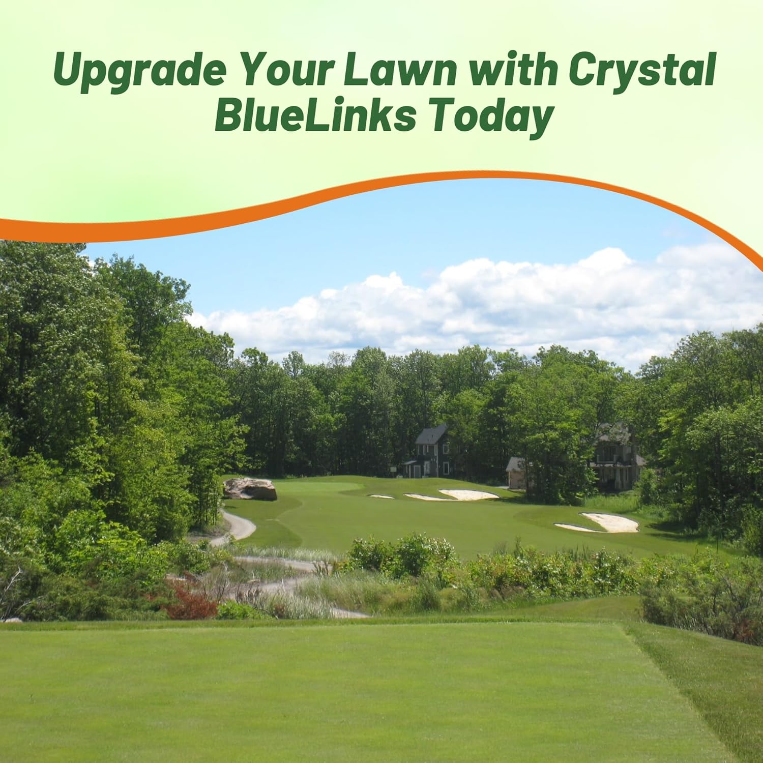 Outsidepride Crystal Bluelinks Creeping Bent Grass Seed - 25 lbs. Dense Turf Grass