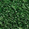 Miniature Clover Seeds - 25 Lb Bulk ~10M Seeds - Small Leaf White Clover - Low Growing Nitrogen Fixing Lawn Clover & Cover Crop - Non-GMO, Perennial