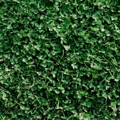 Miniature Clover Seeds - 25 Lb Bulk ~10M Seeds - Small Leaf White Clover - Low Growing Nitrogen Fixing Lawn Clover & Cover Crop - Non-GMO, Perennial