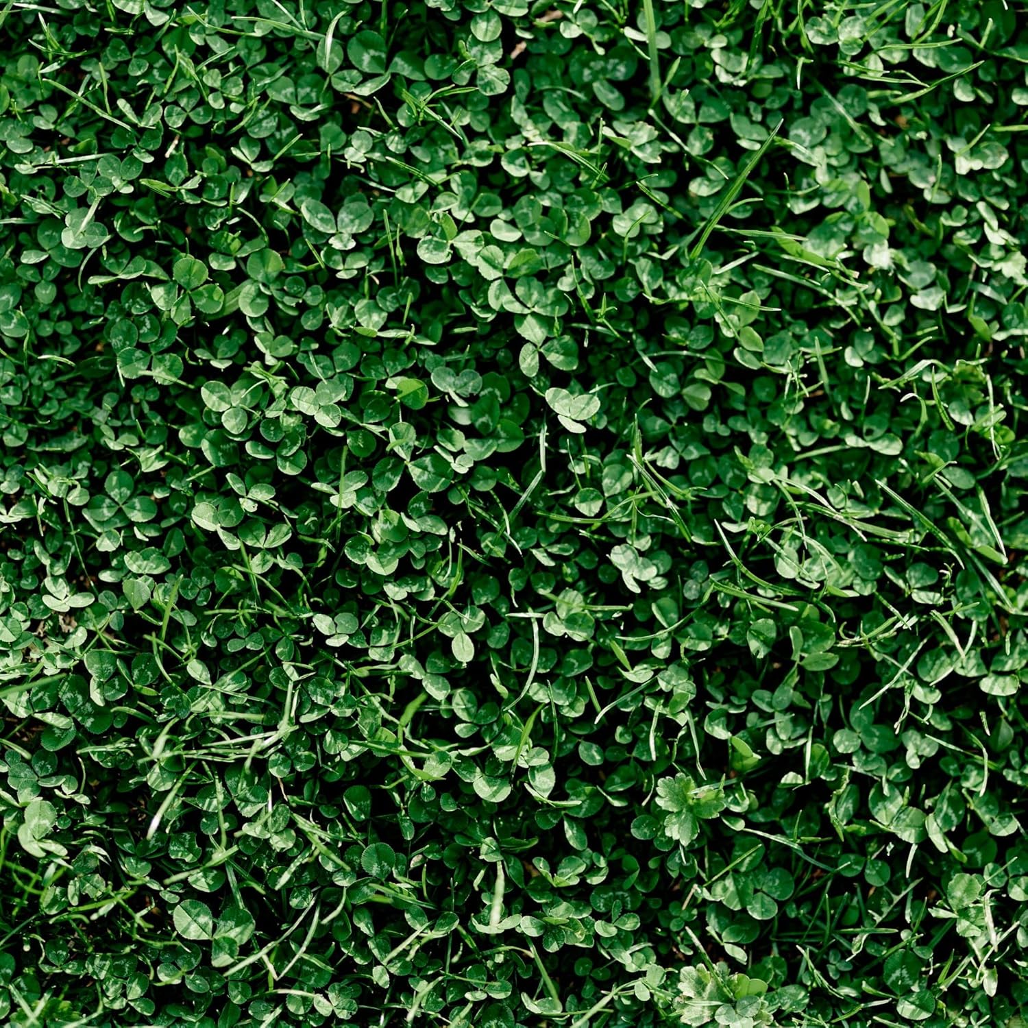 Miniature Clover Seeds - 25 Lb Bulk ~10M Seeds - Small Leaf White Clover - Low Growing Nitrogen Fixing Lawn Clover & Cover Crop - Non-GMO, Perennial