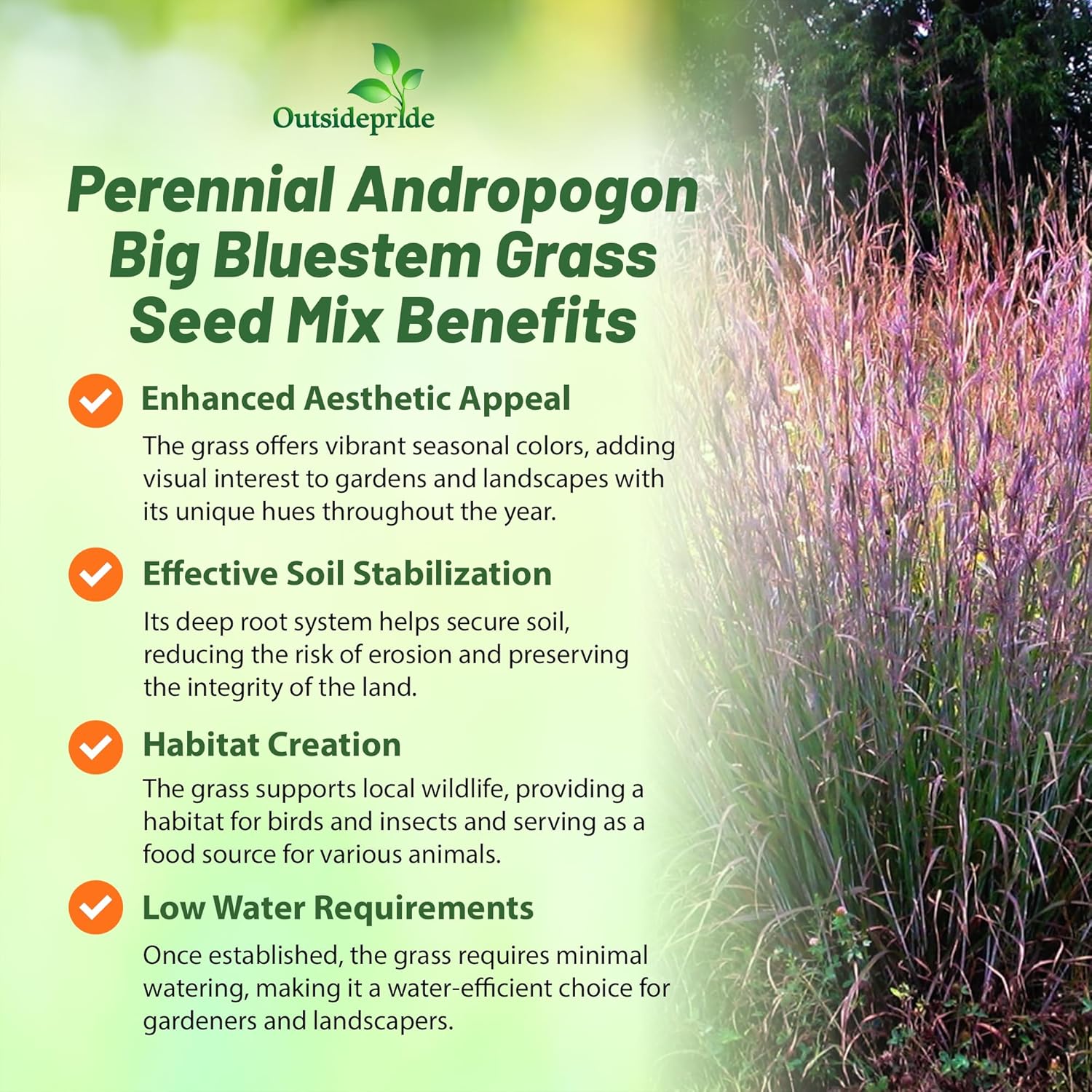 Outsidepride Perennial Andropogon Big Bluestem Grass Seed - 25 lbs. Warm Season, Drought Resistant, Native Prairie Grass Seed
