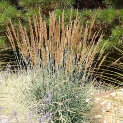 Outsidepride Indian Native Grass Seed - 25 lbs. Perennial, Low Maintenance, Drought-Tolerant Prairie Grass Seed