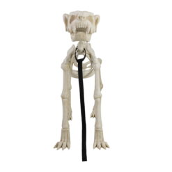 Animated Skeleton Dog with Light Up Eyes, 4ft Height, Halloween by Way To Celebrate