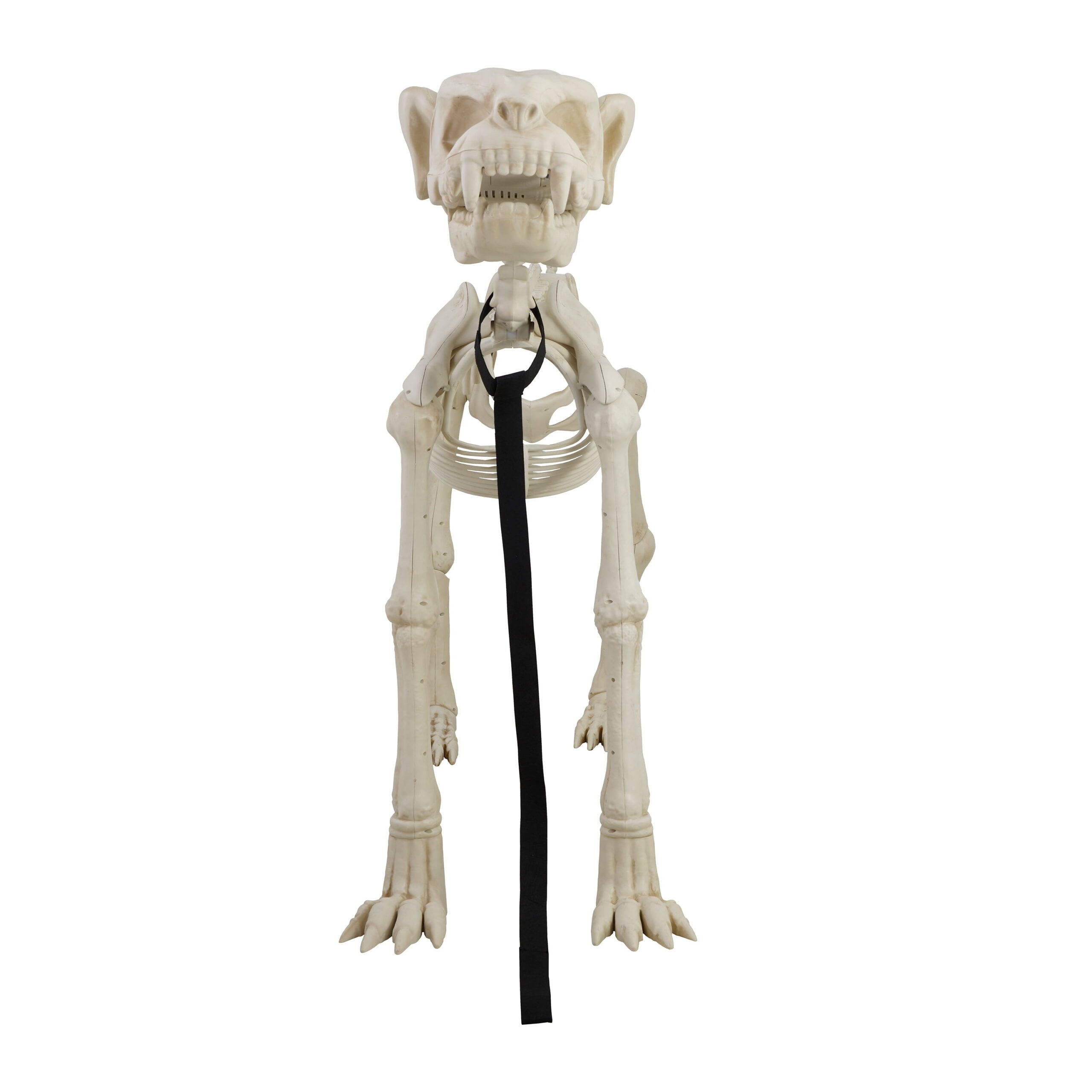 Animated Skeleton Dog with Light Up Eyes, 4ft Height, Halloween by Way To Celebrate