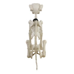 Animated Skeleton Dog with Light Up Eyes, 4ft Height, Halloween by Way To Celebrate