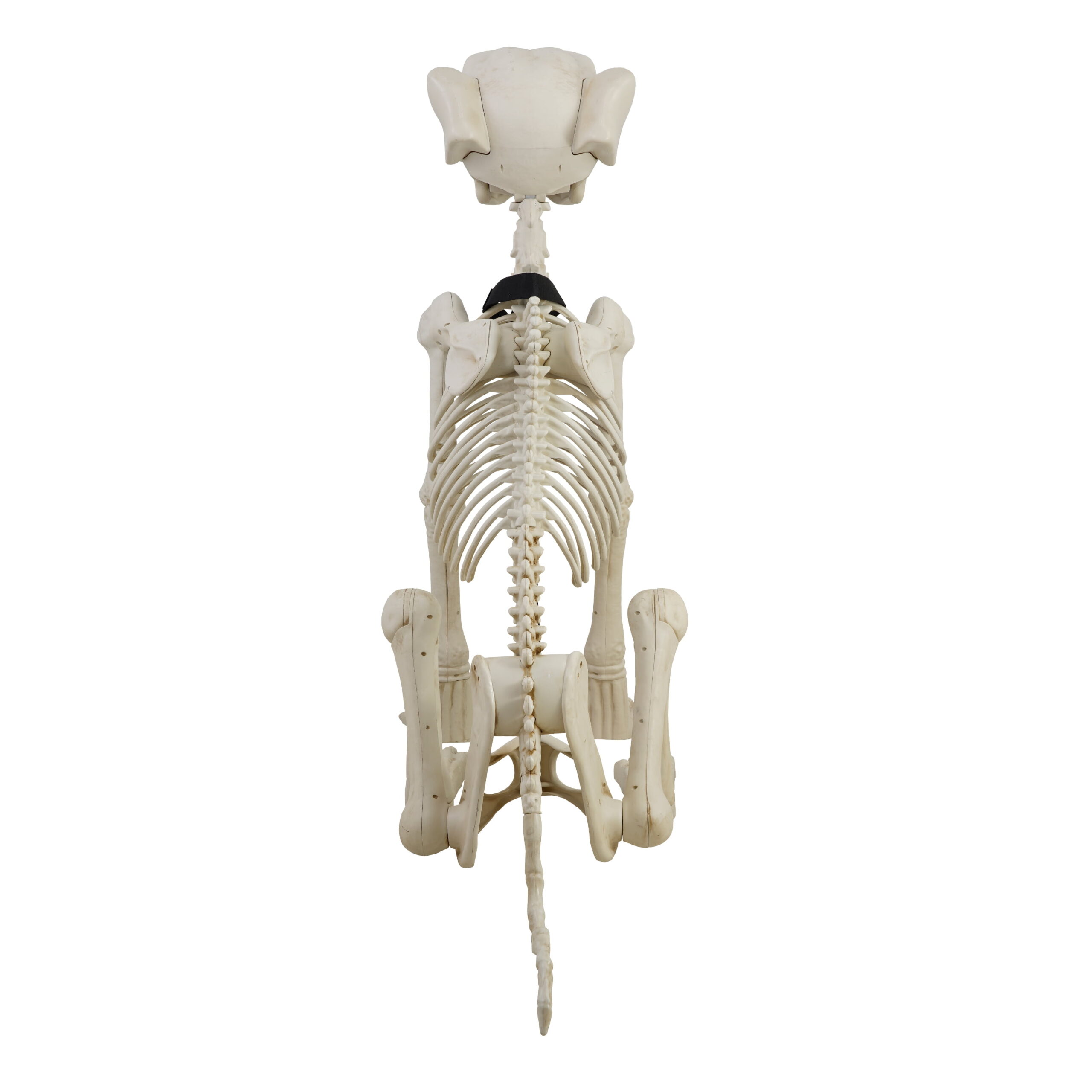 Animated Skeleton Dog with Light Up Eyes, 4ft Height, Halloween by Way To Celebrate