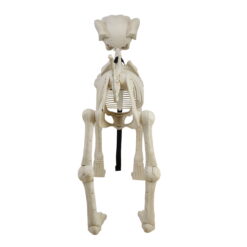 Animated Skeleton Dog with Light Up Eyes, 4ft Height, Halloween by Way To Celebrate