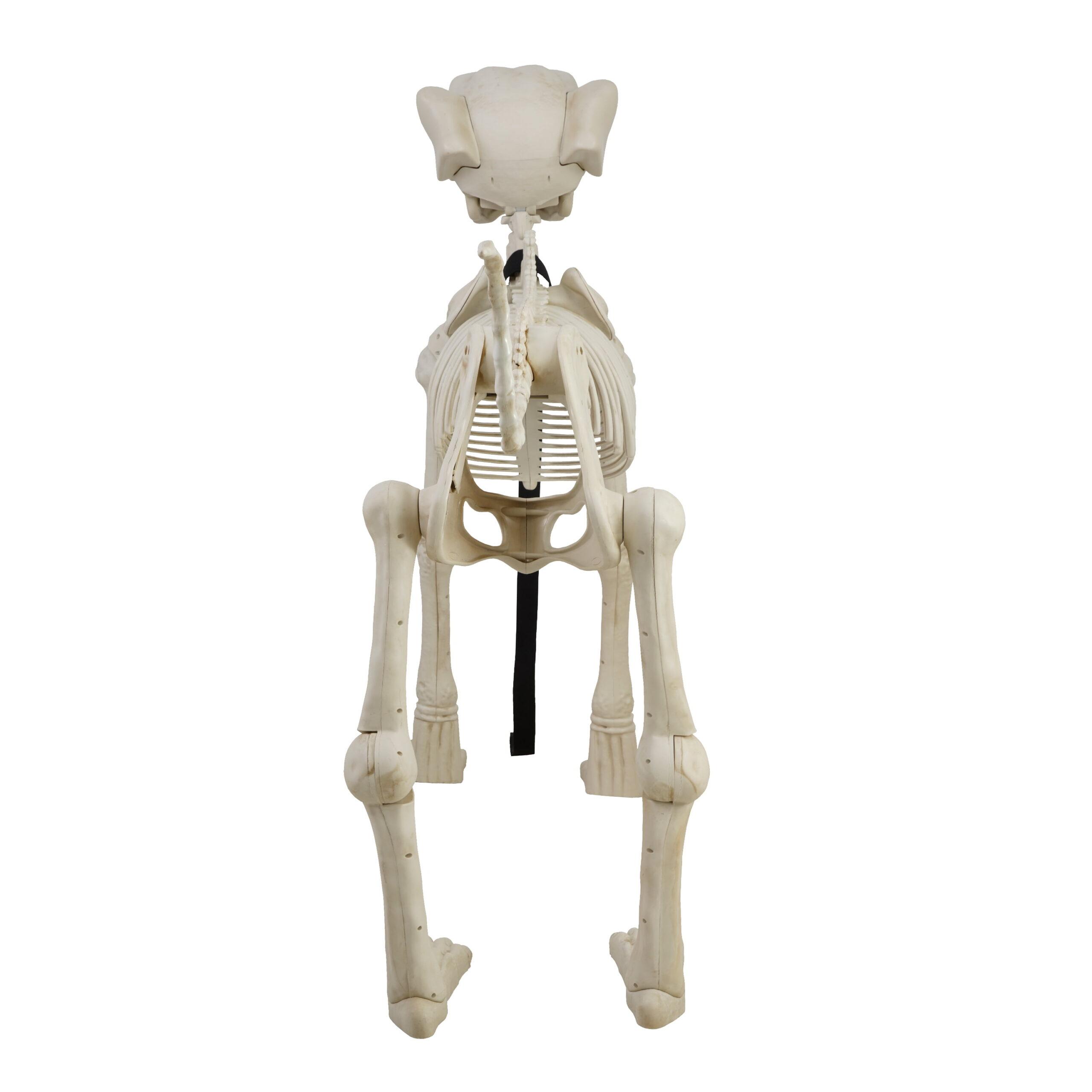 Animated Skeleton Dog with Light Up Eyes, 4ft Height, Halloween by Way To Celebrate