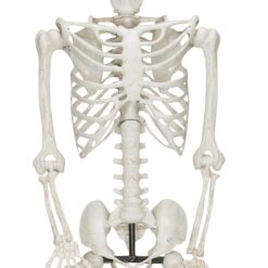 Haunted Living 10-ft Poseable Skeleton Decoration
