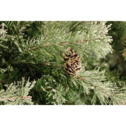 Fraser Hill Farm 9-ft Buffalo fir Pre-lit Slim Artificial Christmas Tree with Clear Incandescent Lights