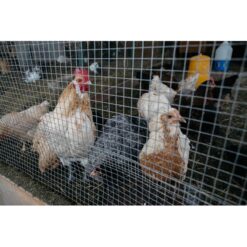 Mondawe 100-ft x 5-ft 19 -Gauge Silver Galvanized steel Barbless Wire Rolled Fencing 1/2-in x 1/2-in - Mesh Size
